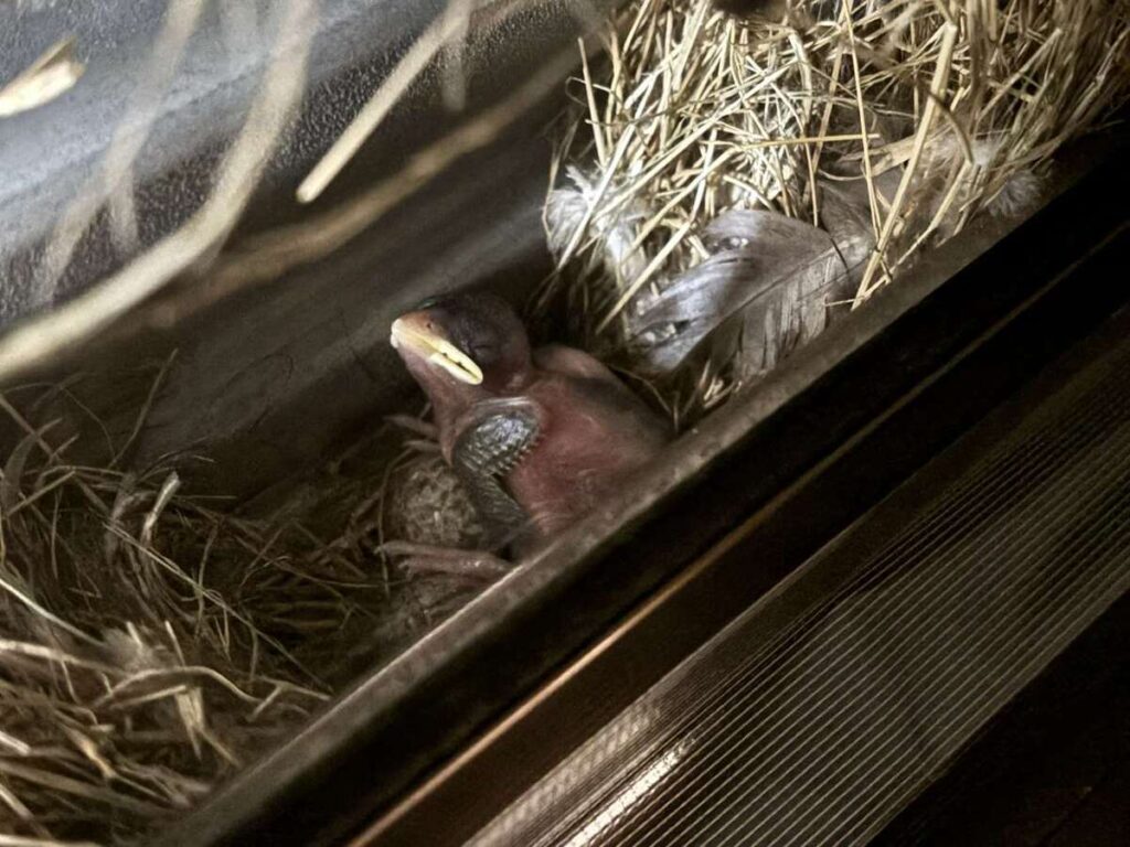 スズメの様子①（@lichemon5さんより提供）