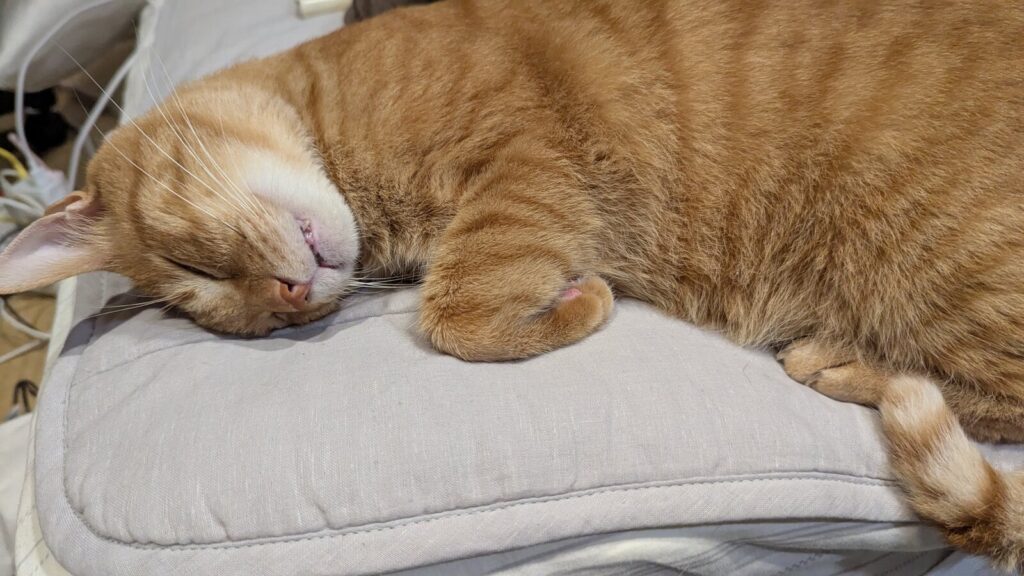 グッスリなどんくさくん（@motikiro2さんより提供）