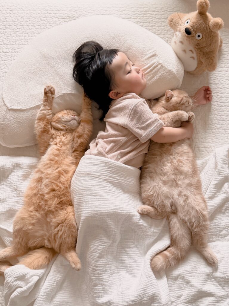 猫ちゃんと仲良く眠るひなたちゃん（＠hinamaru_channelさんより提供）