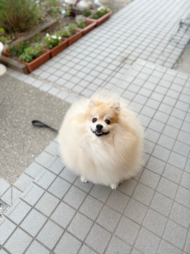 現在の姿（@snow_white_999さんより提供）