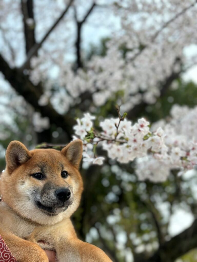 桜と一緒に（＠u_shibawankoさんより提供）