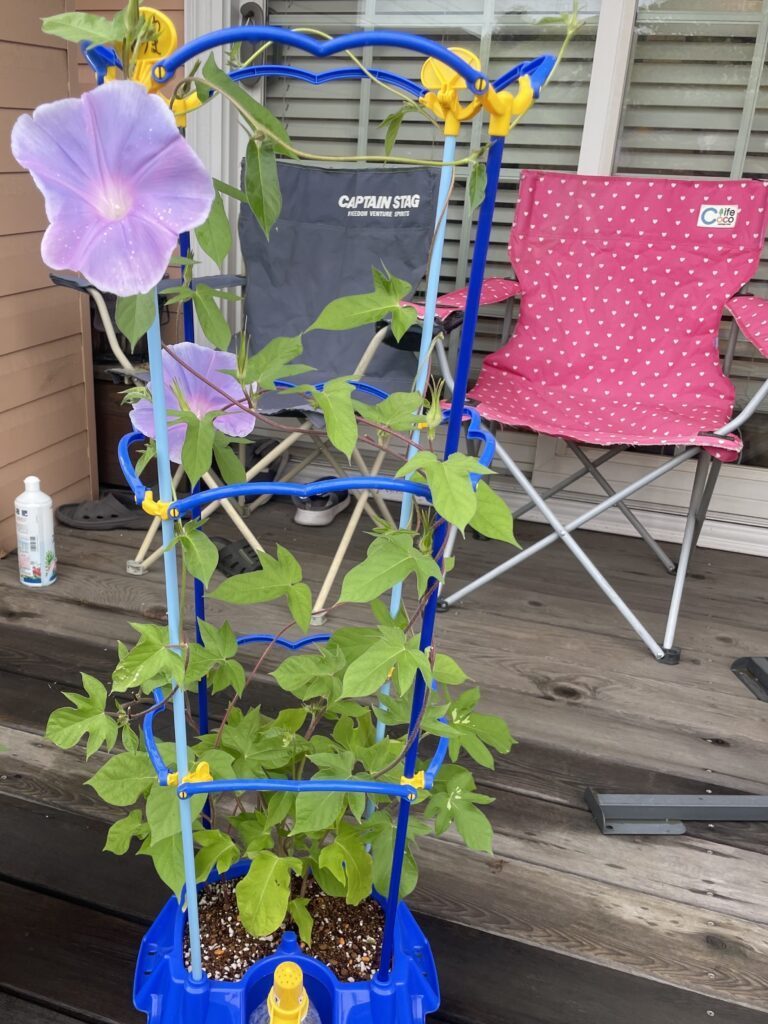 【実際の写真5枚】　夏休みが終わった後の様子