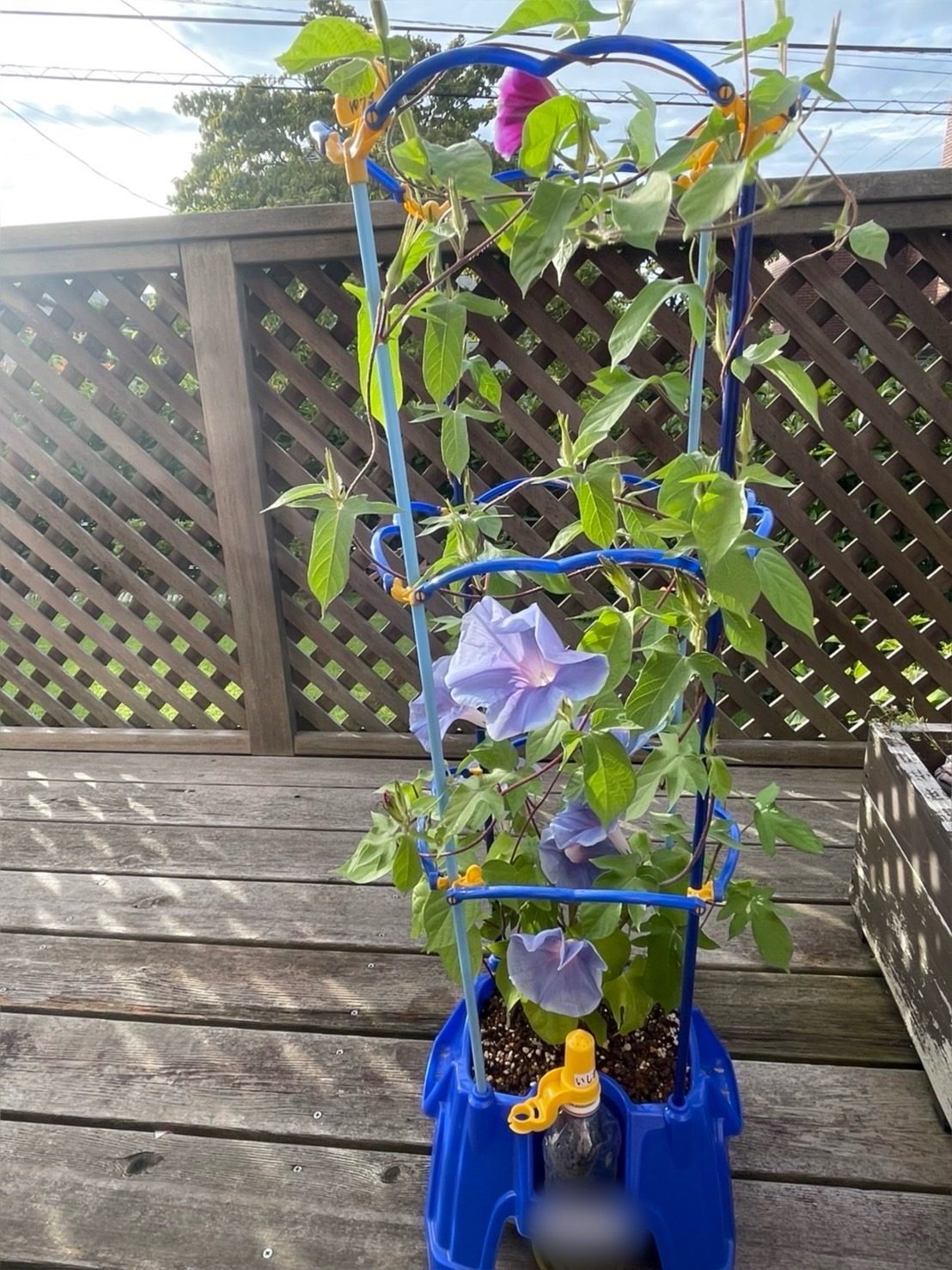 小1男子が朝顔を育てた結果…　→夏休み後の姿に「愛されてる」「息子の朝顔も…」「これは素敵」