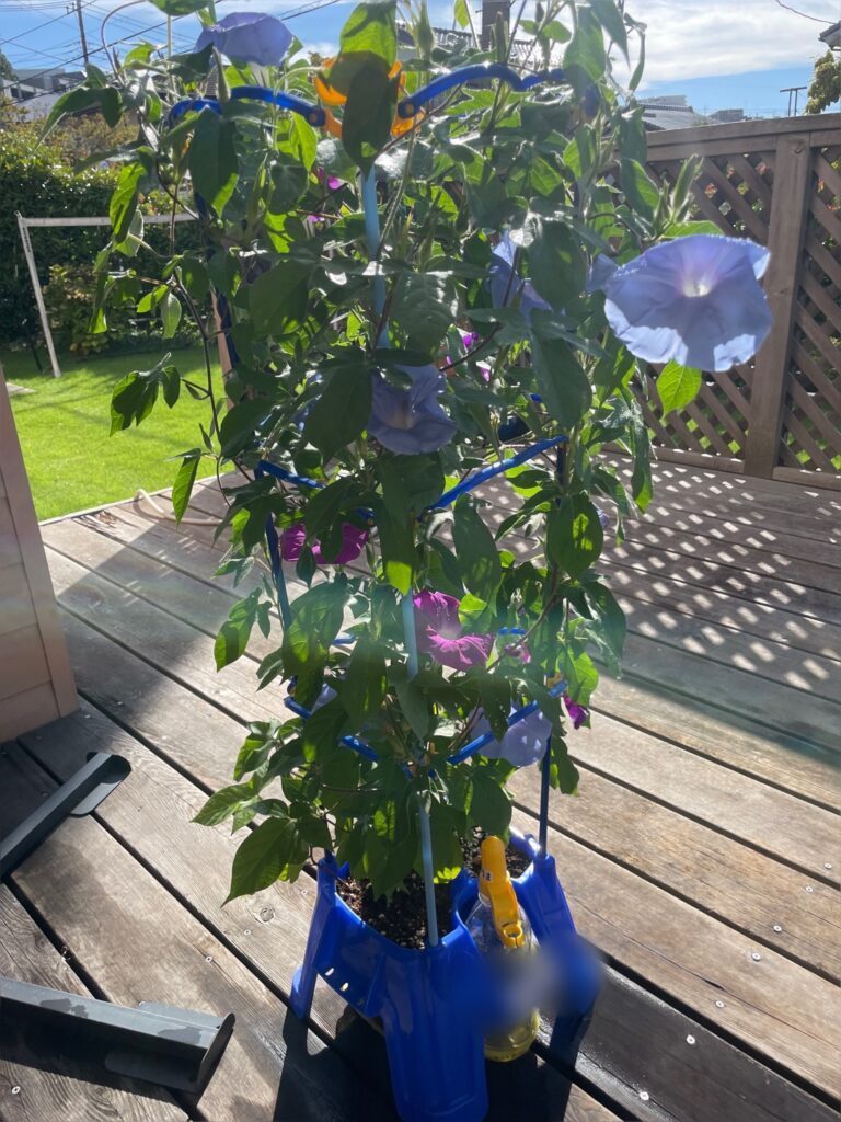 その後の様子②（@kana166949さんより提供）