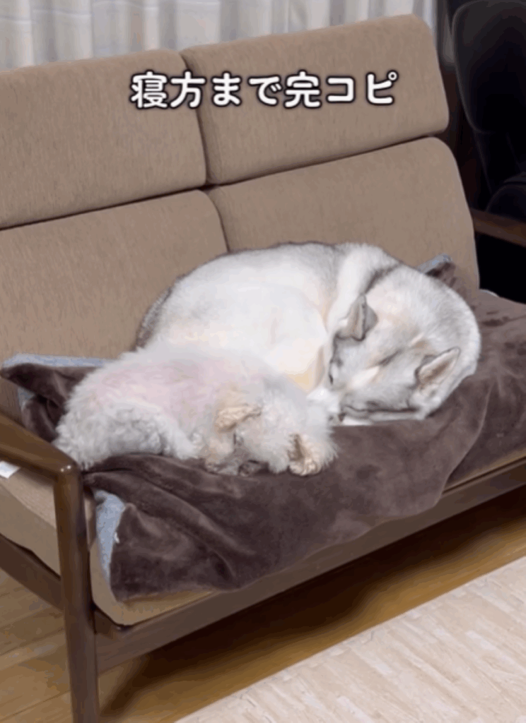 寝相も一緒（@miya.manetさんより提供）