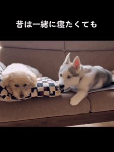 先住犬に逃げられていたハスキー犬。しかし、半年後の変化に「まるで人間の親子みたい」「永遠の赤ちゃん」「見てるこっちも幸せ」