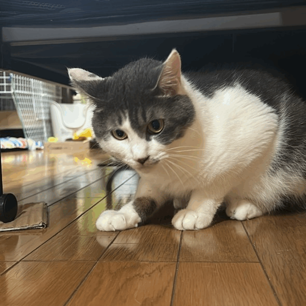 投稿から4ヶ月後のハルくん（＠sugarmeloncaramellatteさんより提供）