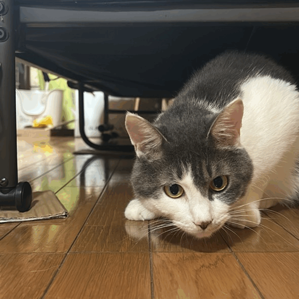 少しシュッとしてきた（＠sugarmeloncaramellatteさんより提供）