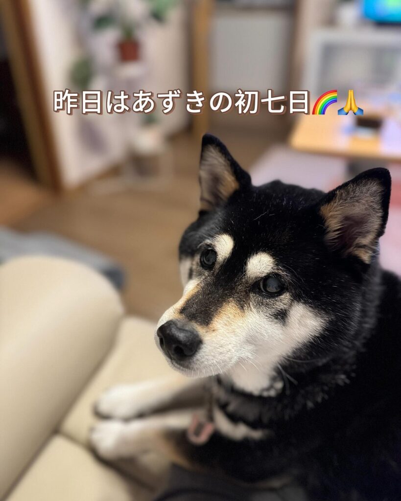 あずきちゃんの様子（＠tomomivivi701azukiさんより提供）