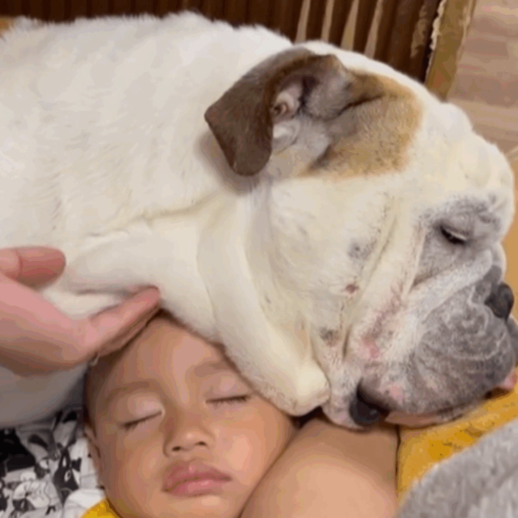 甥っ子くんの頭がワンちゃん皮に埋もれてる！（＠nutastagram_bullさんより提供）