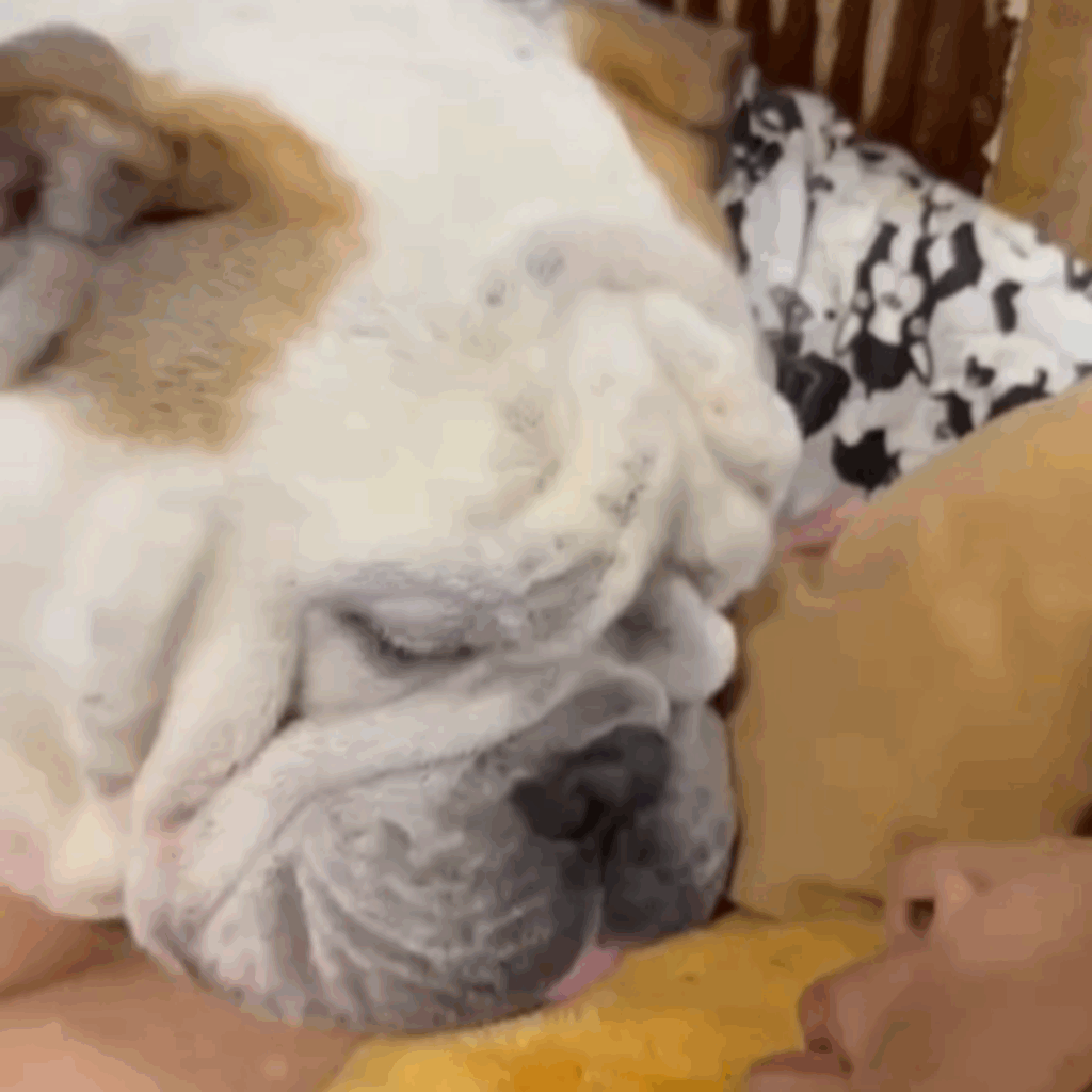 お母さんのそばで寝たいんだもん（＠nutastagram_bullさんより提供）