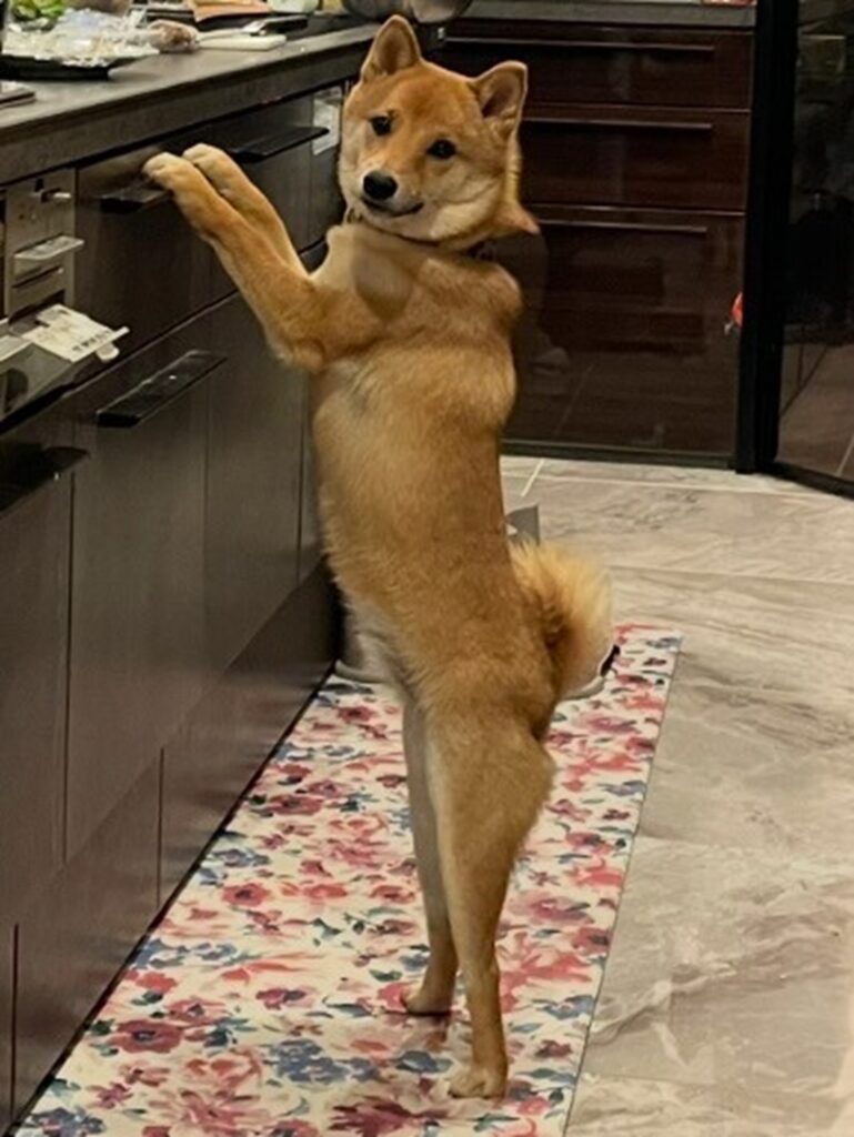 バレリーナみたいな立ち姿！（＠mame.mameta0228さんより提供）