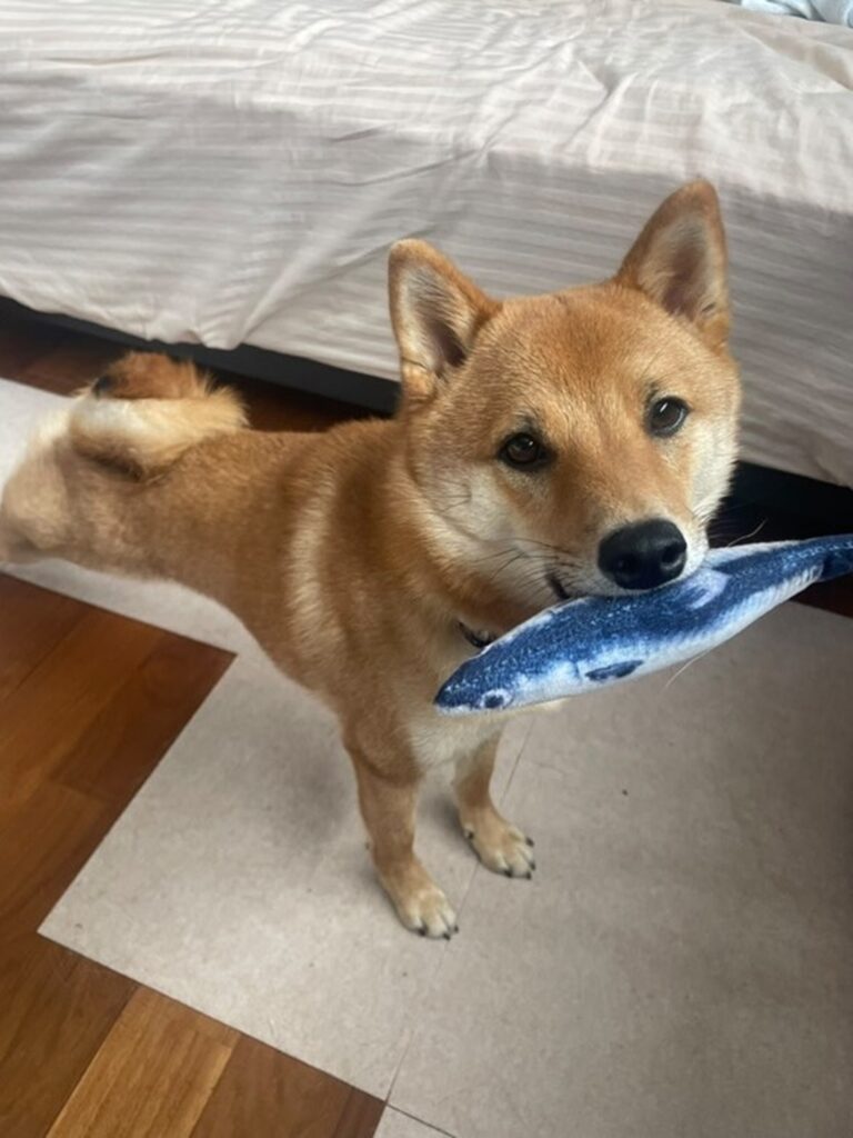 【実際の写真6枚】　飼い主さんが見た光景