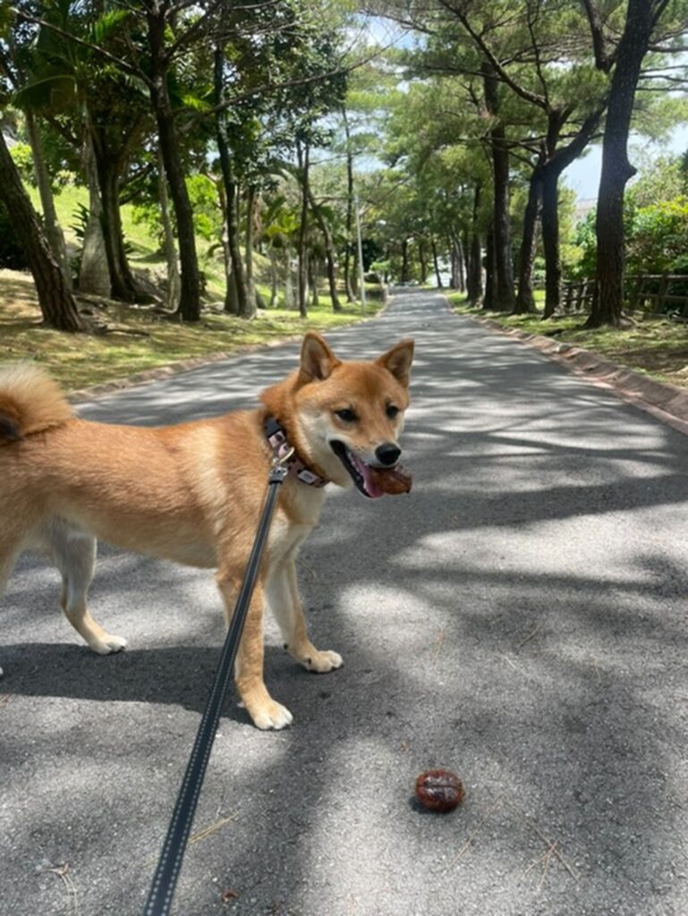 お散歩にレッツゴー♪（＠mame.mameta0228さんより提供）