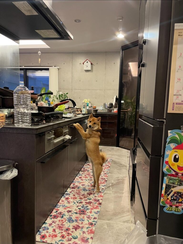 キッチンで何してるの？（＠mame.mameta0228さんより提供）