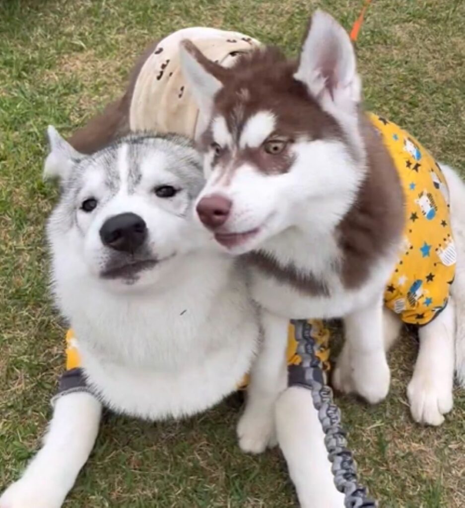 寄り添う2匹（@fukumaru_bunaさんより提供）