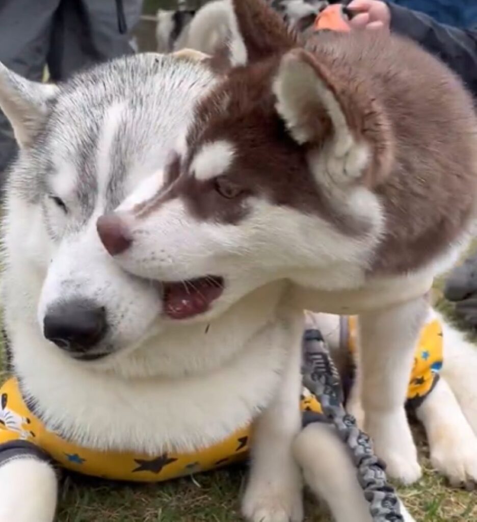 ぶなちゃんの口が…（@fukumaru_bunaさんより提供）