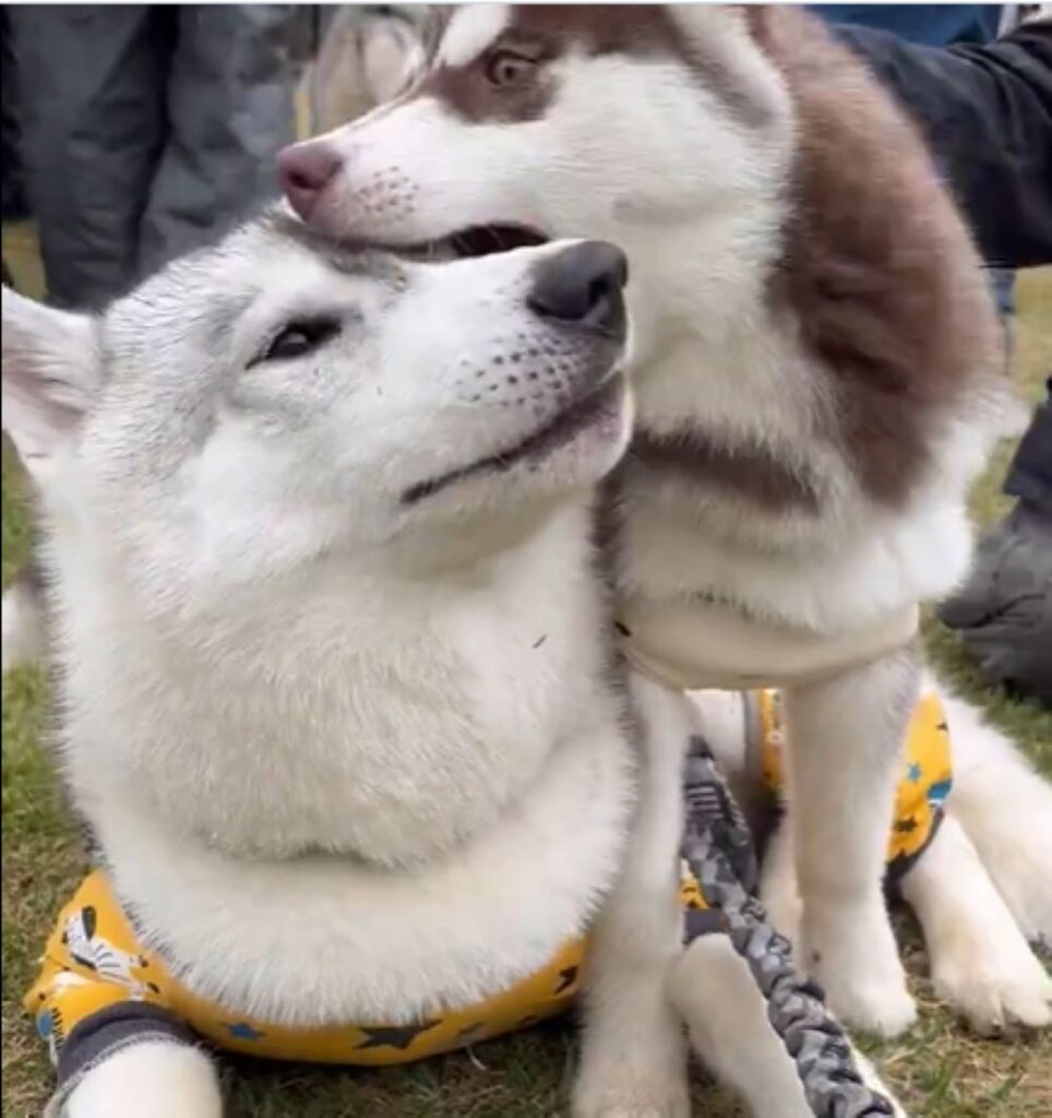 口を大きく広げて…（@fukumaru_bunaさんより提供）