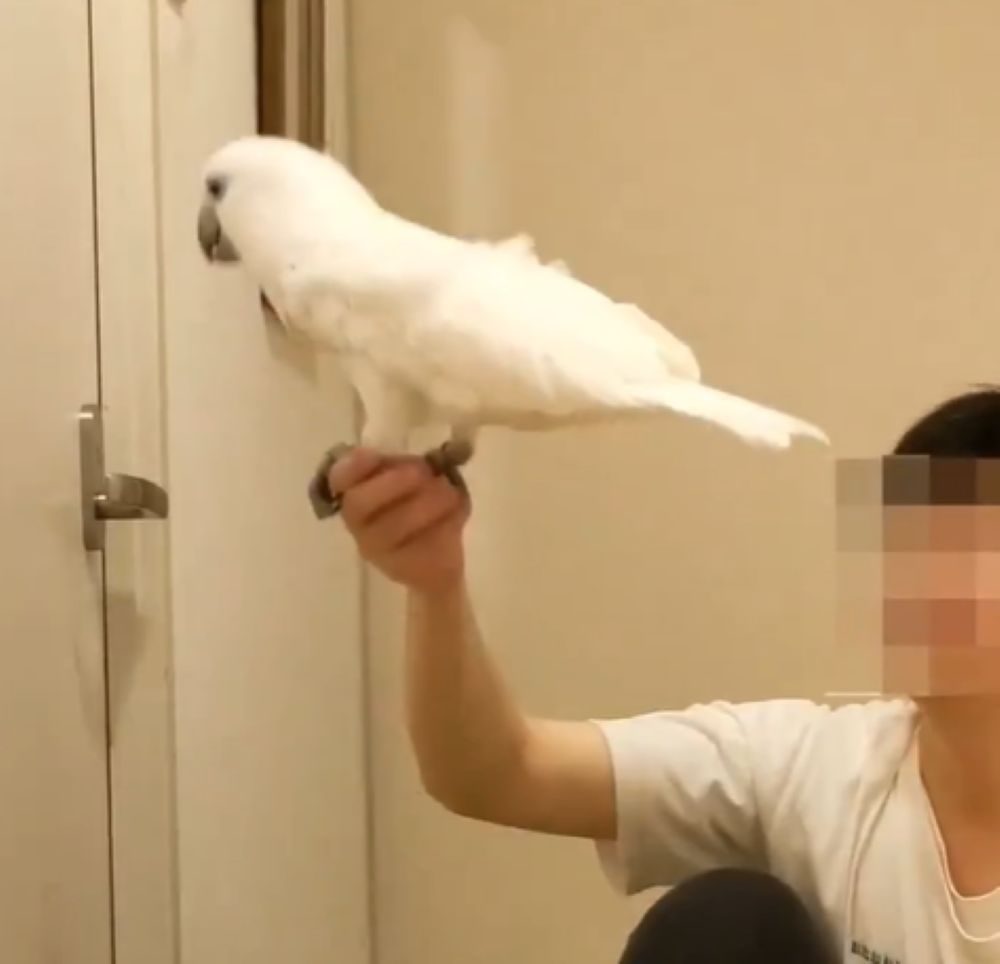 遊んでもらうカブくん（@iD3Po3ITje3Y2Iyさんより提供）