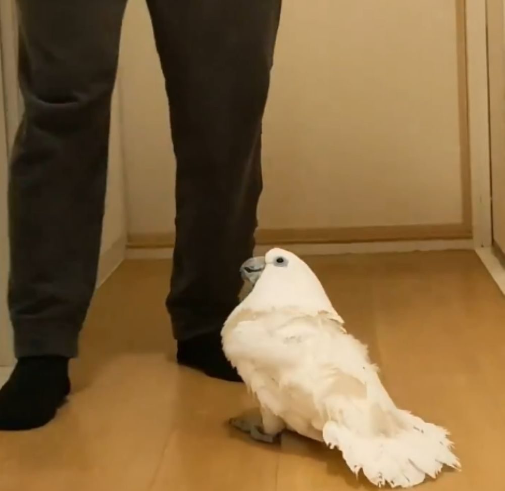 お兄ちゃんを見上げるカブくん（@iD3Po3ITje3Y2Iyさんより提供）