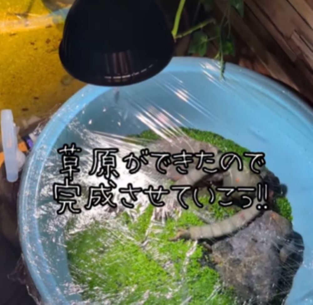 10日ほど経つと…（＠akr_6.9さんより提供）