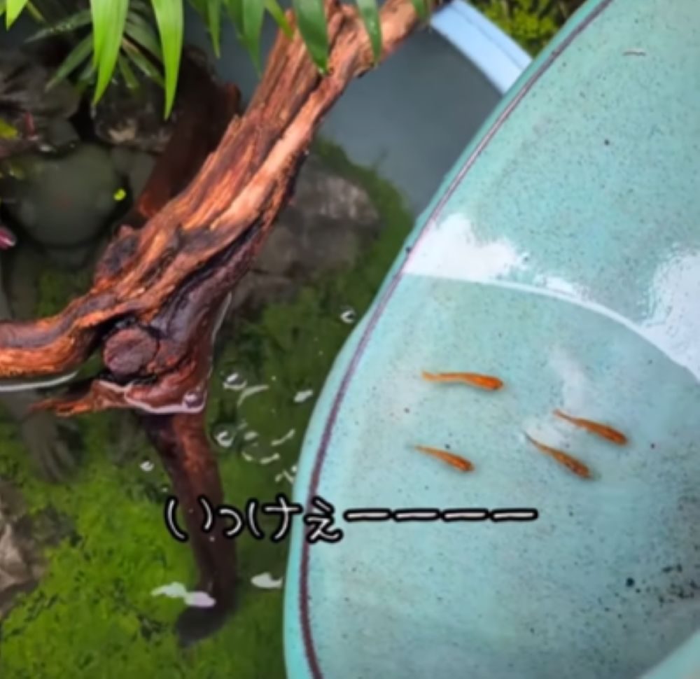 メダカを投入（＠akr_6.9さんより提供）