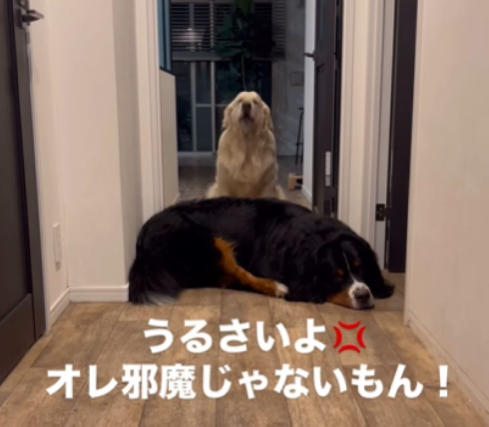 「どいて」と言っているよう（＠whitegoldenbenさんより提供）