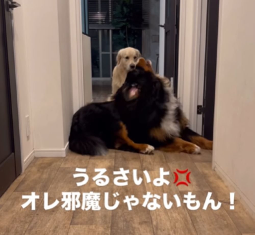 反論するかのようなオビくん（＠whitegoldenbenさんより提供）