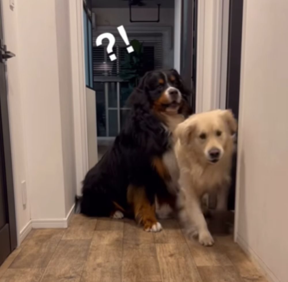 上手に通り抜けました（＠whitegoldenbenさんより提供）