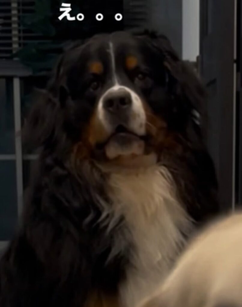 驚くオビくん（＠whitegoldenbenさんより提供）