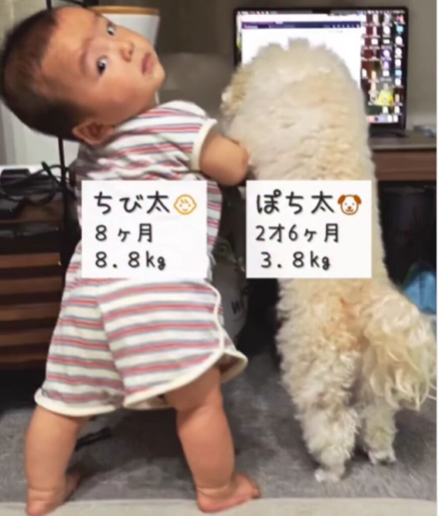 振り返る息子さん（＠pochi.ta_maltipooさんより提供）