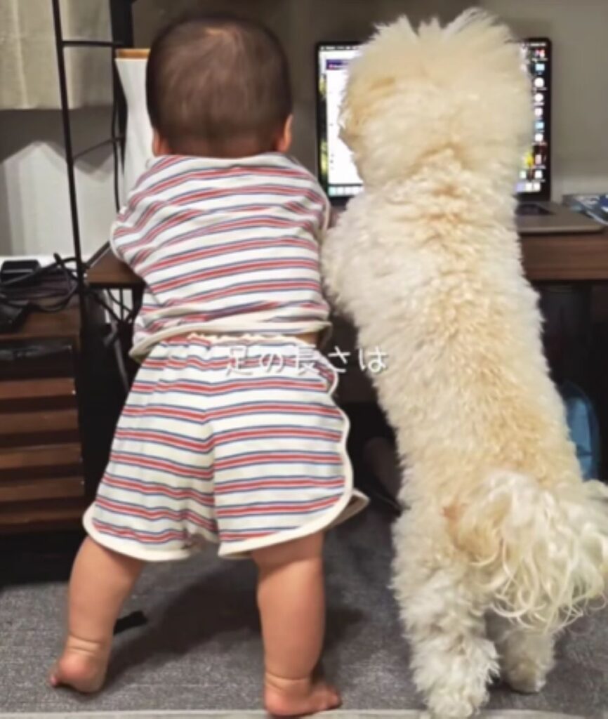 同じサイズ感（＠pochi.ta_maltipooさんより提供）