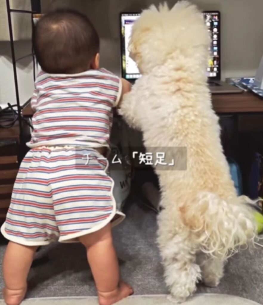 並ぶ2人（＠pochi.ta_maltipooさんより提供）