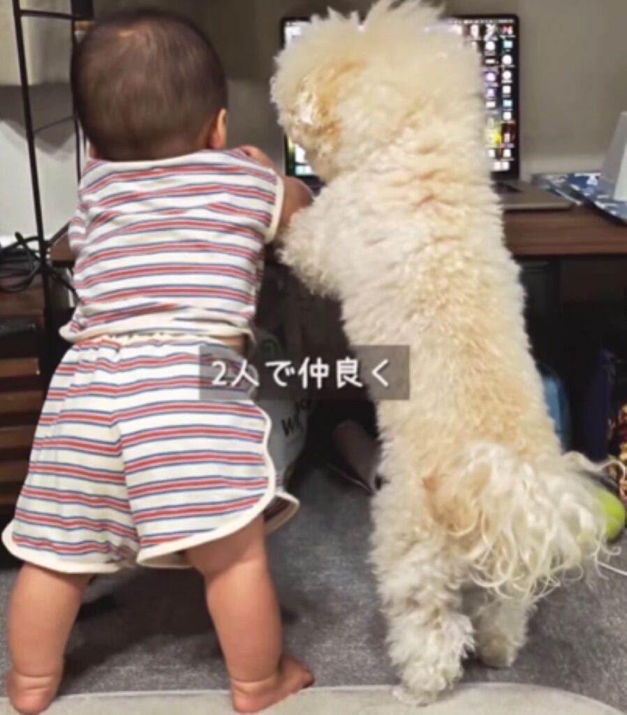 仲良さそうな2人（＠pochi.ta_maltipooさんより提供）
