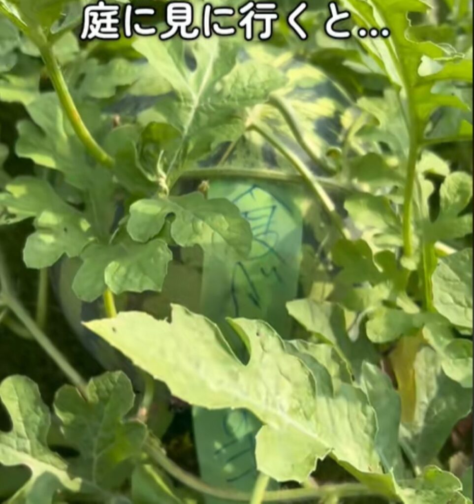 【実際の写真5枚】　大家さんが知らせてくれたこと