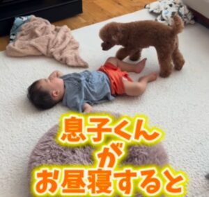 お昼寝中の1歳児に近づくワンちゃん…　しかし直後の様子に「可愛いボディガード」「兄ちゃんだと思っている」