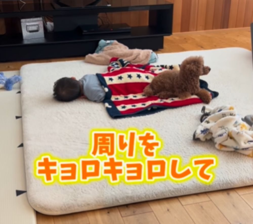 キョロキョロ見回すレオくん（＠leo_poo__1126さんより提供）