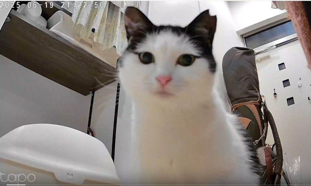 おこめちゃん（＠_neko___sさんより提供）