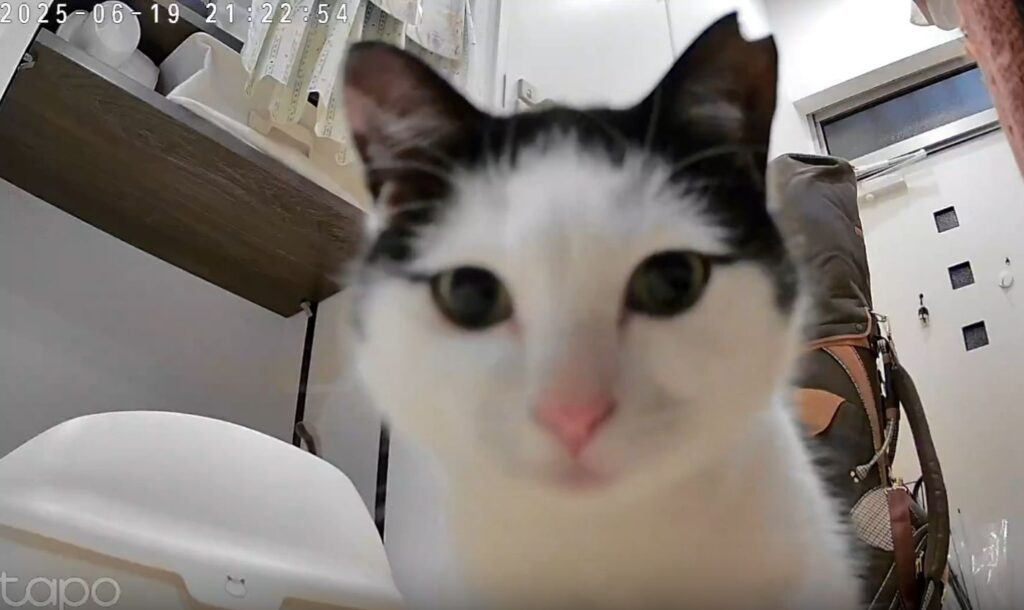 覗き込むおこめちゃん（＠_neko___sさんより提供）