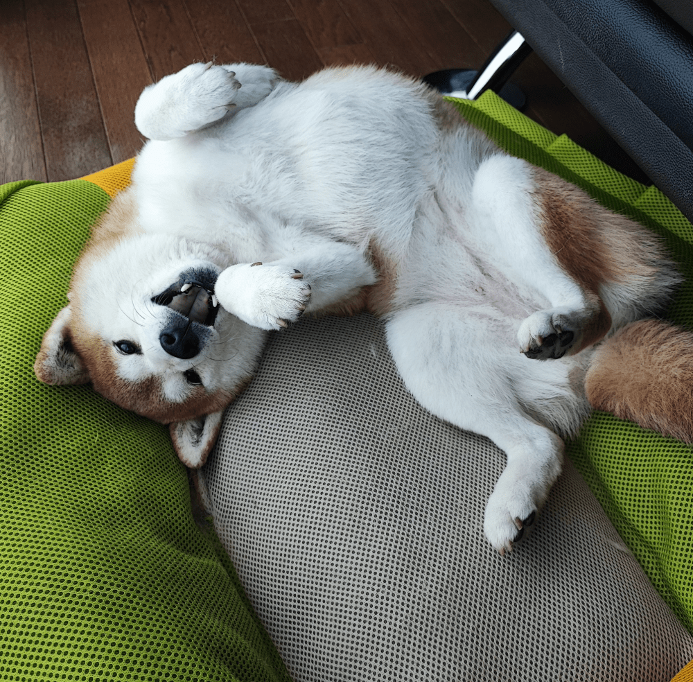 大人しく吠えないタイプの性格（@juntoraikuraさんより提供）