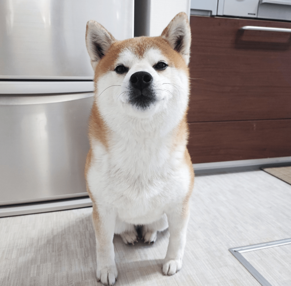 【実際の写真5枚】　飼い主さんが見た光景