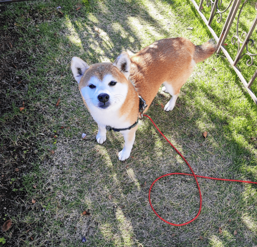 散歩にはこだわる（@juntoraikuraさんより提供）