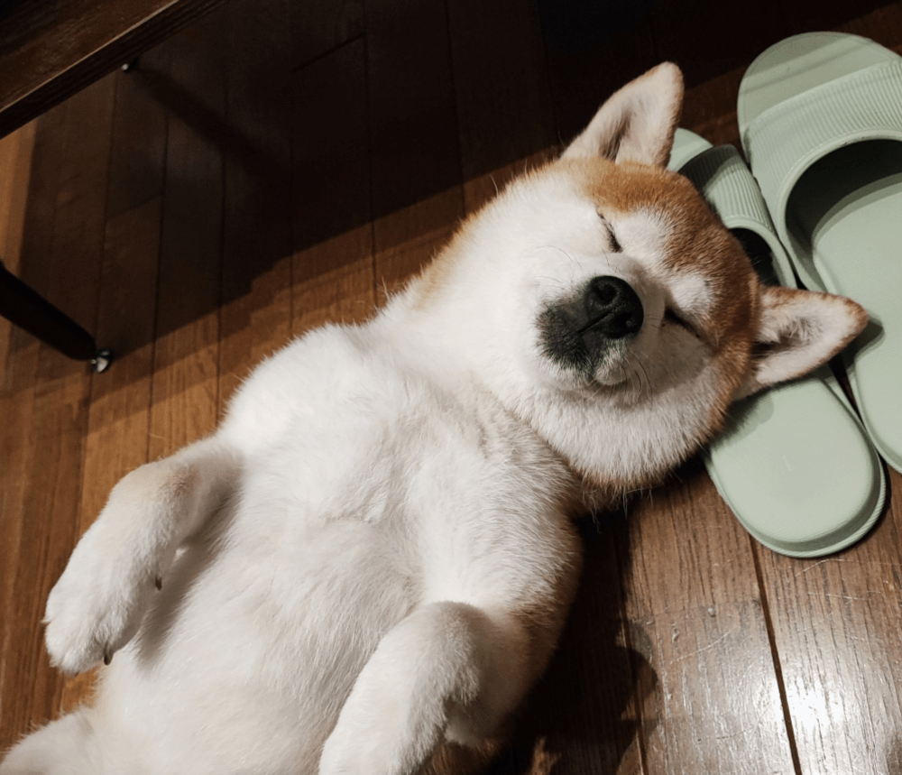 すやすや眠る涼夏ちゃん（@juntoraikuraさんより提供）