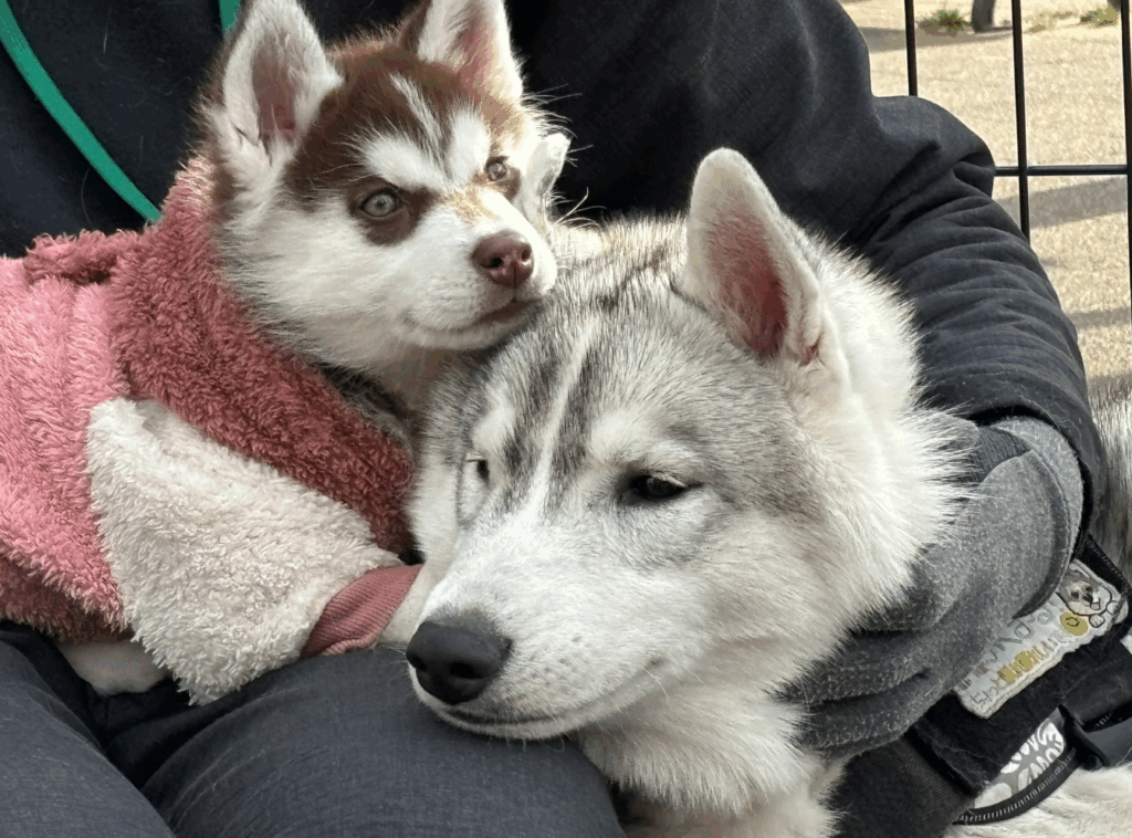 抱っこされる2匹（@fukumaru_bunaさんより提供）