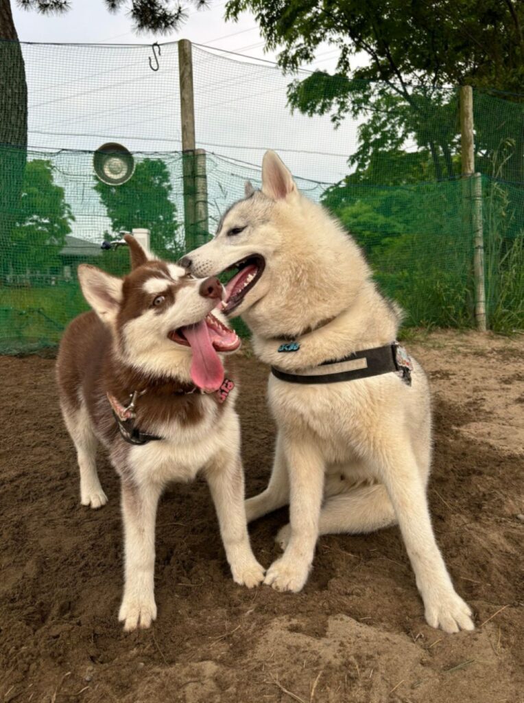 仲良しな2匹（@fukumaru_bunaさんより提供）