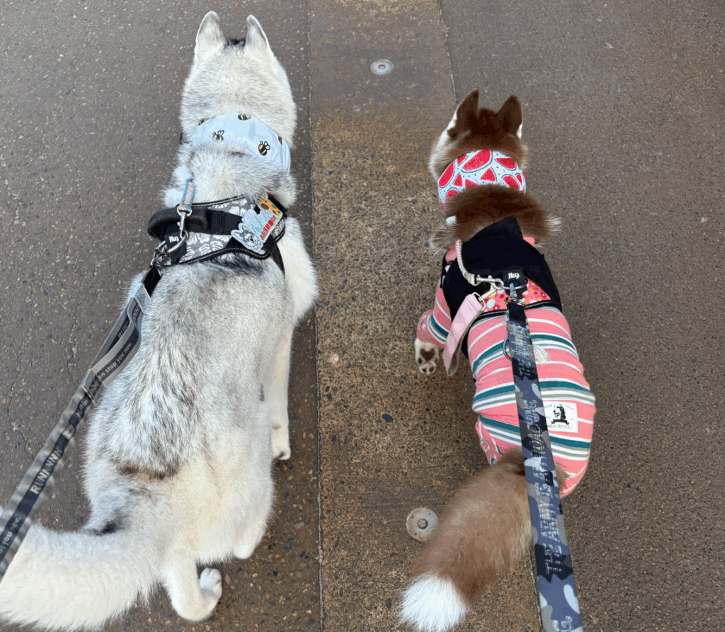 【実際の写真】しかしよく見ると