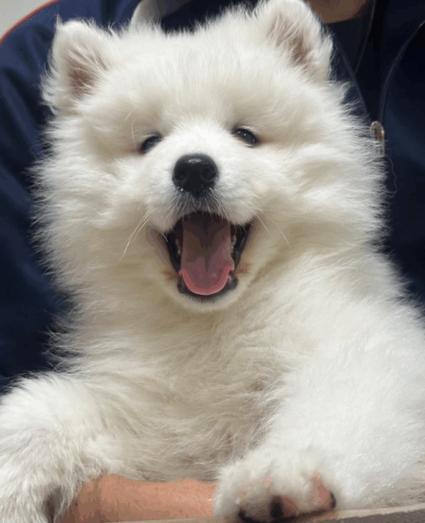 あどけない表情（@sadaharu__0905さんより提供）