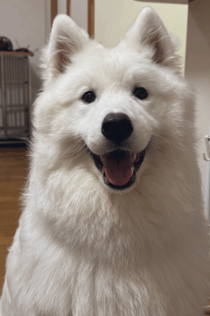 しっかりした顔つきになってきた（@sadaharu__0905さんより提供）