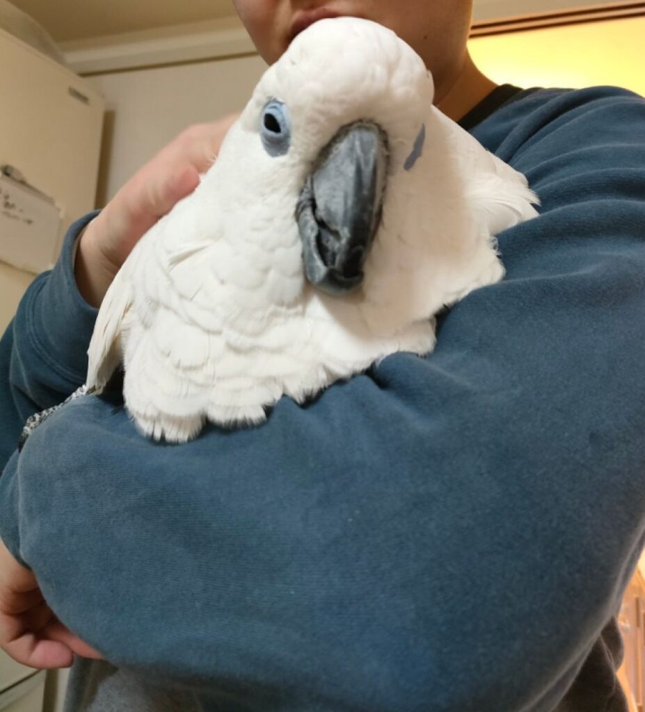 抱っこされるカブくん②（@iD3Po3ITje3Y2Iyさんより提供）