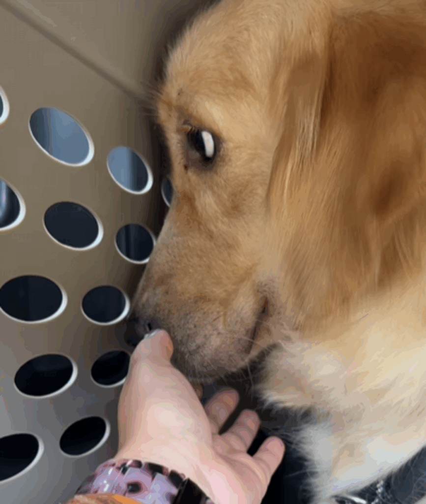 目をそらしてしまうラスクちゃん（@second.peace.0707さんより提供）